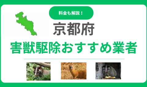 京都府の害獣駆除業者はどこがおすすめ？優良業者15社の料金と選び方を徹底解説