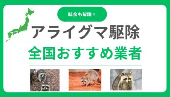 【2025年最新】アライグマ駆除業者おすすめ17選！費用相場と業者の選び方を解説！