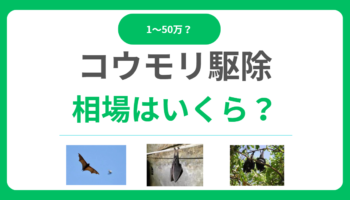 コウモリ駆除の相場は1万円-50万円！足場費用で変わる！料金内訳と安く抑えるコツ