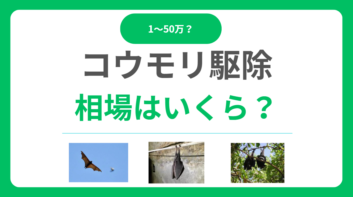 コウモリ駆除の相場は1万円-50万円！足場費用で変わる！料金内訳と安く抑えるコツ