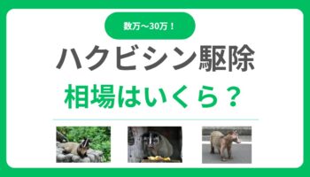 ハクビシン駆除の相場は数万〜30万円！料金の内訳と費用を安く抑える5つの方法