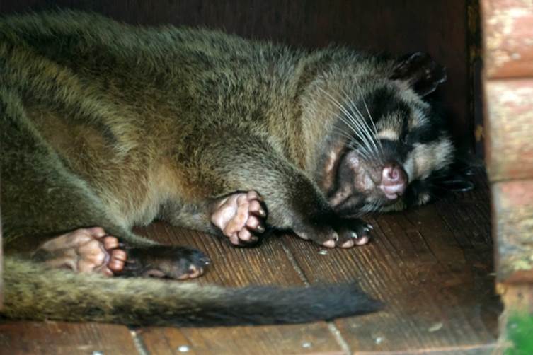 ハクビシン駆除の費用相場・料金の目安
