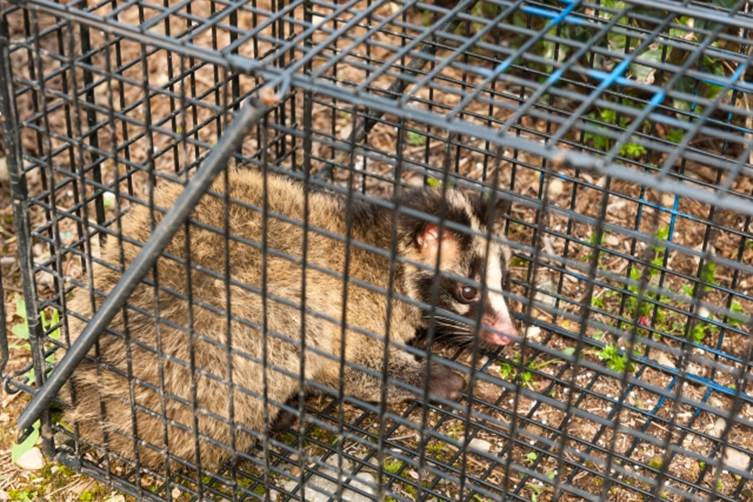 ハクビシン駆除なら専門業者にお任せください