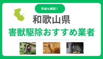 【和歌山県】害獣駆除の優良業者15選を徹底比較！料金相場と失敗しない選び方のポイント