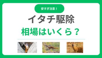 イタチ駆除の相場は5～30万円！費用内訳を解説！安すぎる業者に騙されないよう注意！