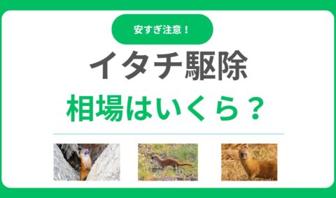 イタチ駆除の相場は5～30万円！費用内訳を解説！安すぎる業者に騙されないよう注意！