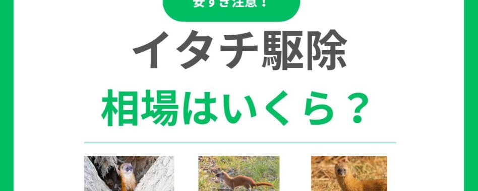 イタチ駆除の相場は5～30万円！費用内訳を解説！安すぎる業者に騙されないよう注意！