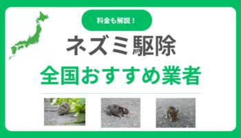 ネズミ駆除業者おすすめランキング17選！即日対応で口コミが良い業者を徹底紹介！