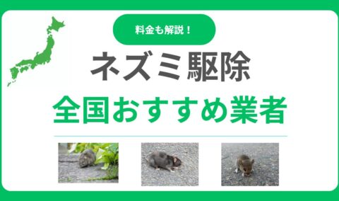ネズミ駆除業者おすすめランキング17選！即日対応で口コミが良い業者を徹底紹介！