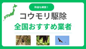 コウモリ駆除業者おすすめ12選！口コミが良く実績豊富で保証付き業者を厳選！