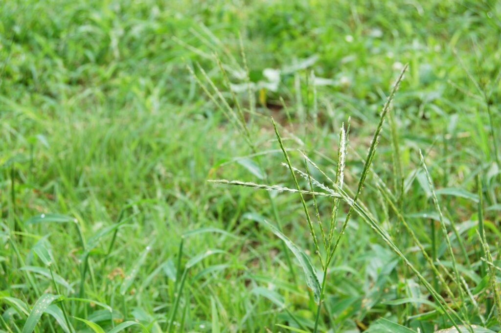 草刈りは雑草の生長周期の時期に行うと効果的