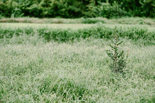 根の状態による草むしりのコツ