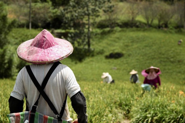 あるとより楽になる草刈り・草むしり道具