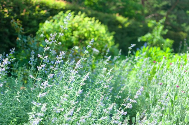 草刈り・草むしり業者の選び方