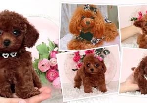 ブンゴヒルズでお助けマスター全国本部が登載されました。